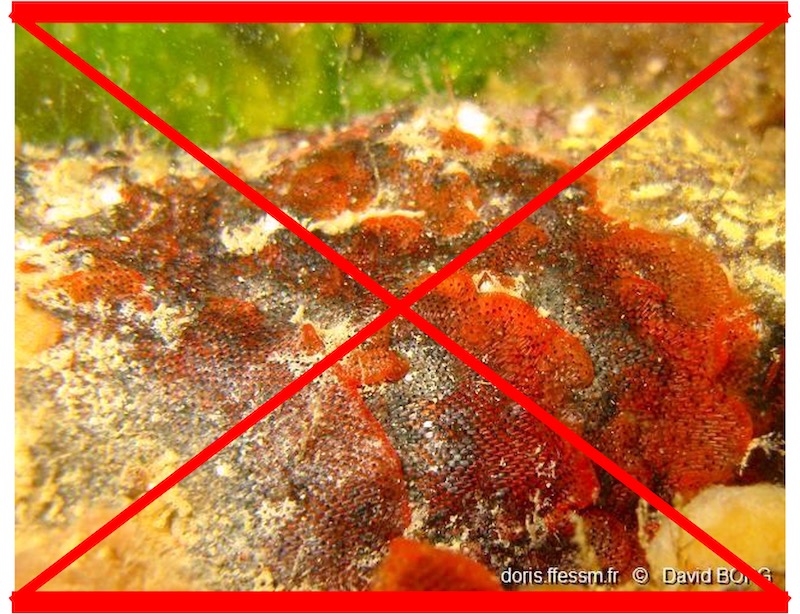 Bryozoaire orange vif et noir à points noirs PAS VU