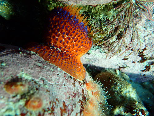 Anémone noueuse du Cap