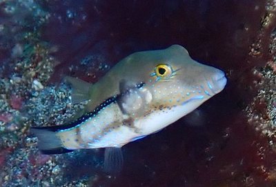 Poisson-globe de Macaronésie