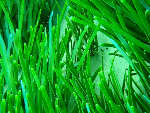 Caulerpe filiforme