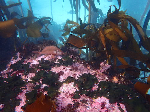Chirodactyle à doigts courts