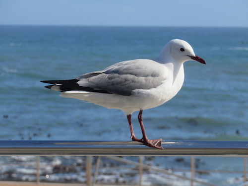 Mouette de Hartlaub