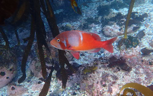 Dorade romaine