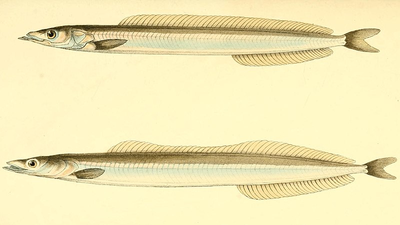 Cicerelle de l'Atlantique