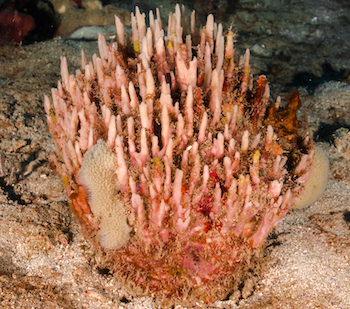 Eponge pinceau des Caraïbes