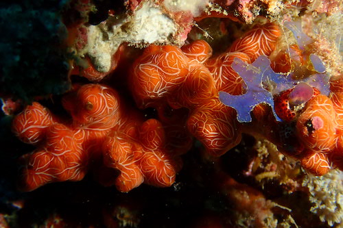 Eponge encroûtante veinée