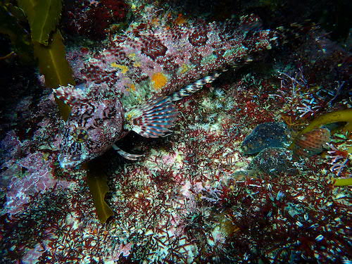 Blennie du Cap