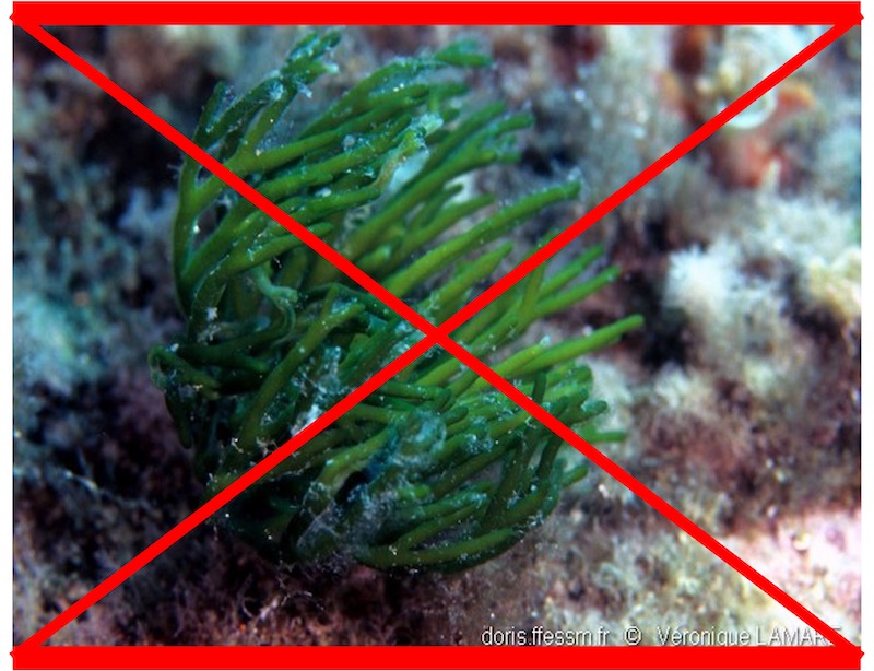 Codium fragile PAS VU