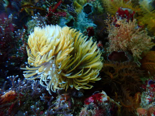 Comatule commune du Cap