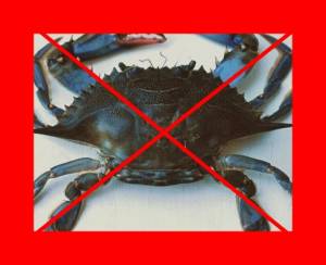 Crabe bleu américain PAS VU