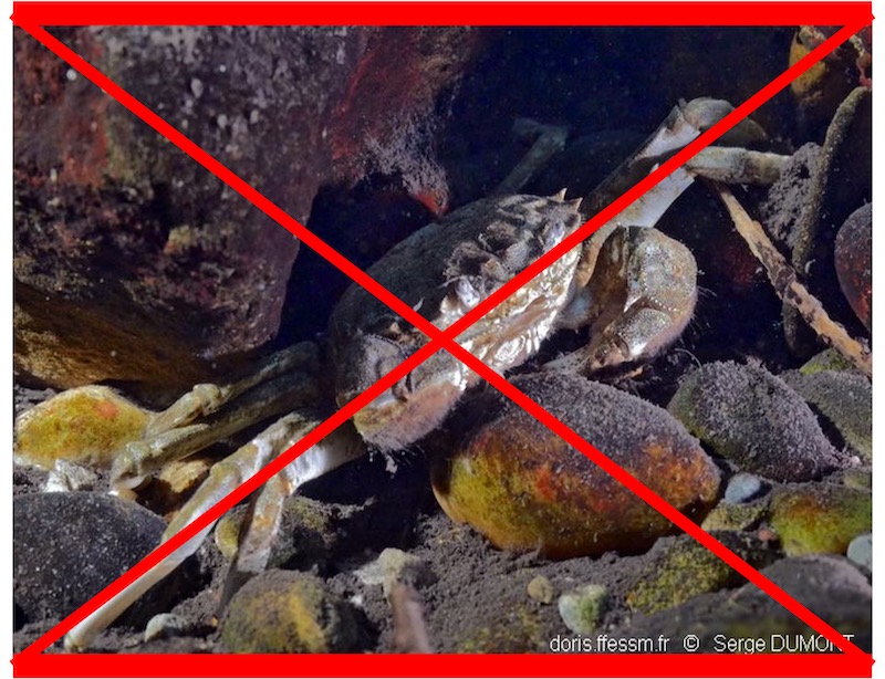 Crabe chinois à mitaines PAS VU