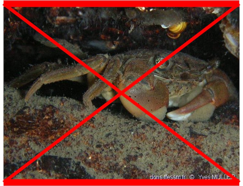Crabe à pinceaux de Takano PAS VU