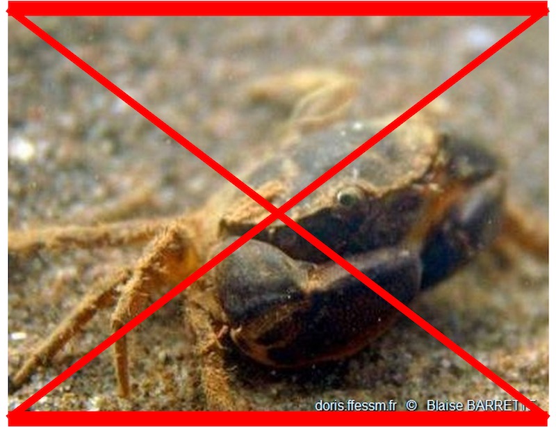Crabe de vase américain PAS VU