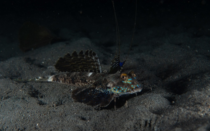 Dragonet dactylé