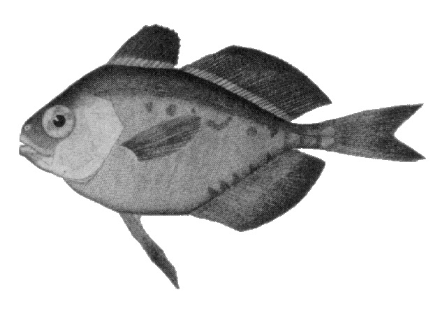 Dérivant gélatineux
