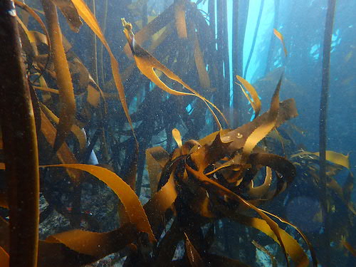 Kelp géant du Cap