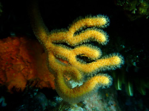 Eventail de mer sinueux