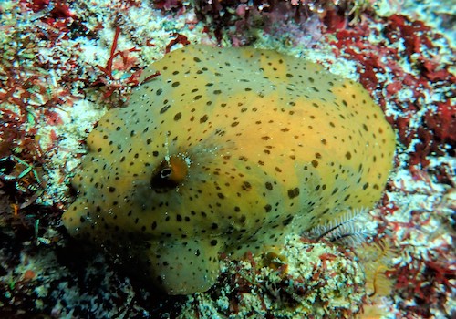 Patelle du Cap