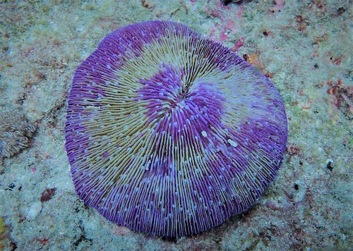 Corail champignon coloré