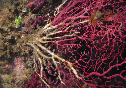 Gorgone morte/nécrosée