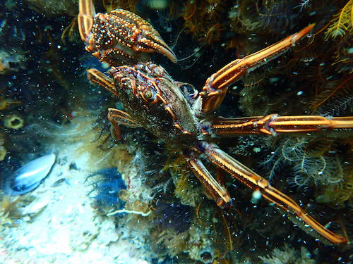 Crabe rouge de roche