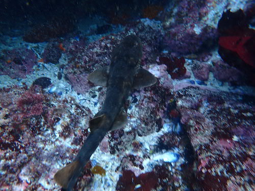 Requin-chat brun