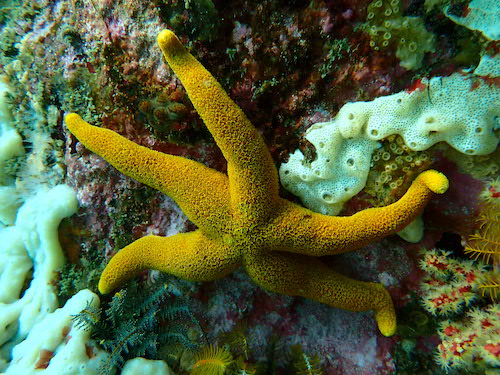 Etoile de mer réticulée
