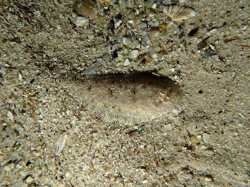 Sole du Cap