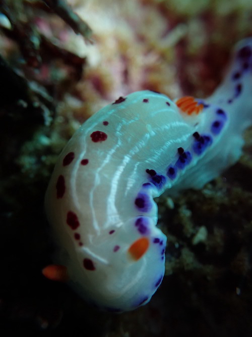 Nudibranche tâches d'encre