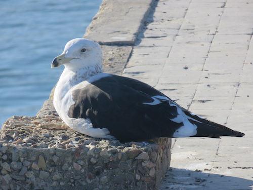 Goéland dominicain