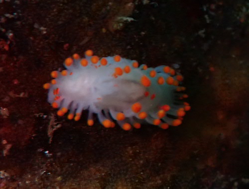 Limacia clavigère