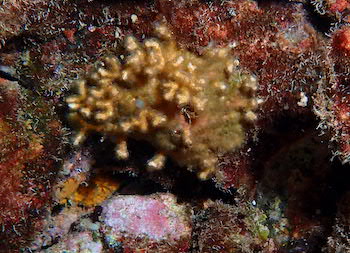 Madrace aspérule