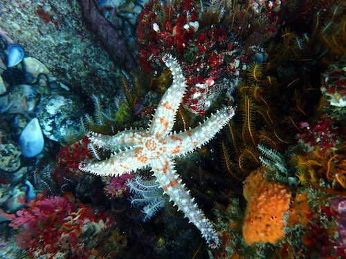 Etoile de mer africaine