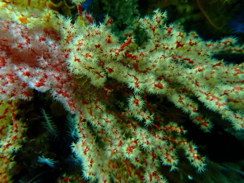 Eventail multicolore