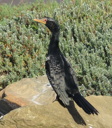 Cormoran africain
