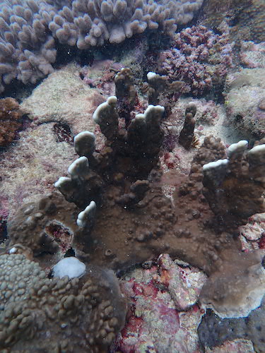 Corail de feu massif