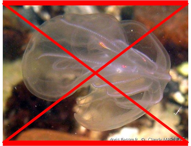 Mnémiopsis PAS VU
