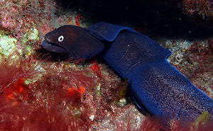 Murène canarienne