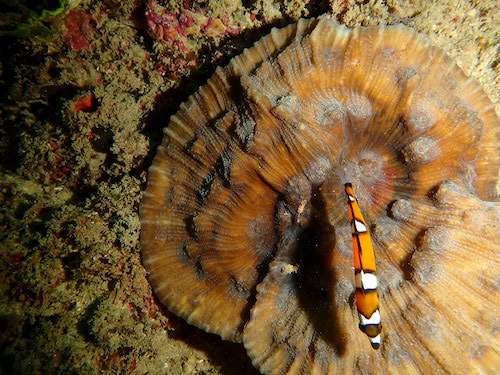 Corail peau d'éléphant