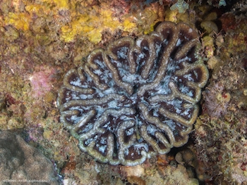 Corail cactus rugueux