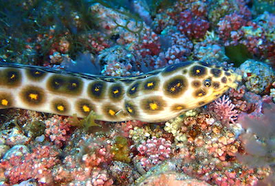 Serpentine léopard