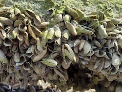 Moule d'Amérique