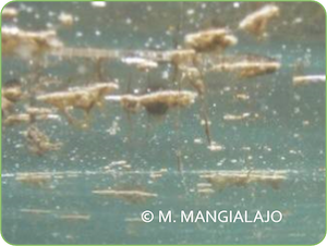 Ostréopsis