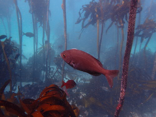 Dorade Hottentot