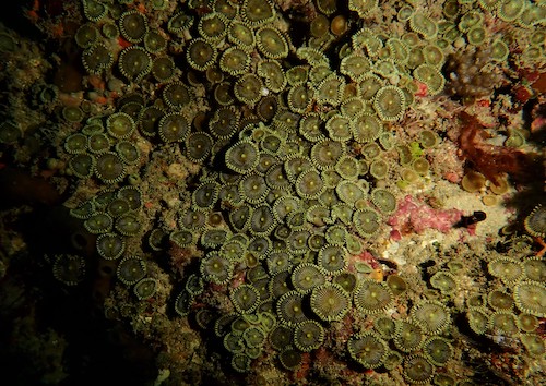 Zoanthaire rayon de soleil