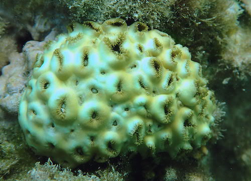 Zoanthaire tuberculé