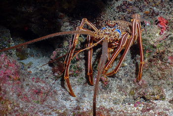 Langouste marron