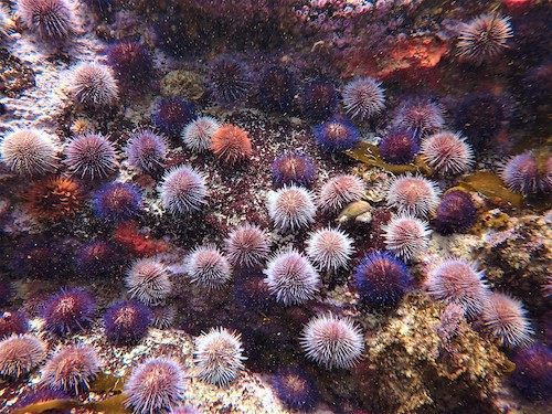 Oursin du Cap