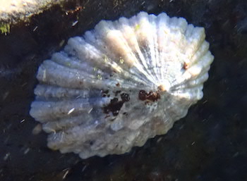 Patelle canarienne