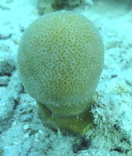Corail côte de porc